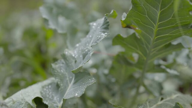 A beautiful cinematic shot of fresh green cabbage leaves covered in morning dew. The golden sunlight of Da Lat highlands creates a sparkling effect on the water droplets. This eco-friendly, organic fa