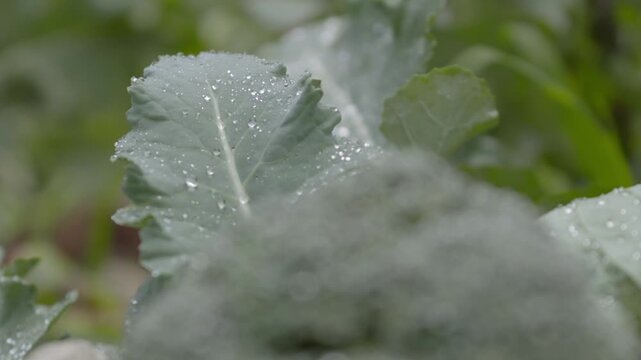 A beautiful cinematic shot of fresh green cabbage leaves covered in morning dew. The golden sunlight of Da Lat highlands creates a sparkling effect on the water droplets. This eco-friendly, organic fa