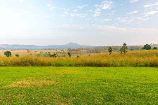 Beautiful landscape in part with green grass field at morning light. Nature background.