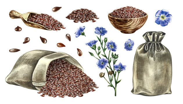 Set of flaxseed oil. Hand-drawn watercolor illustration. Flax seeds, flowers, oil bottle, jute bags, oil splash. Design elements for labels and packaging, banners, posters, and more.