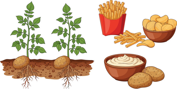 Potato food and plant collection with growing process fries chips and mashed potatoes vector illustration set