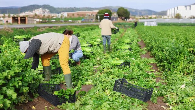 Adult African man collects a harvest of farm celery in plastic boxes against the background of other workers. Team harvests celery at an industrial plant