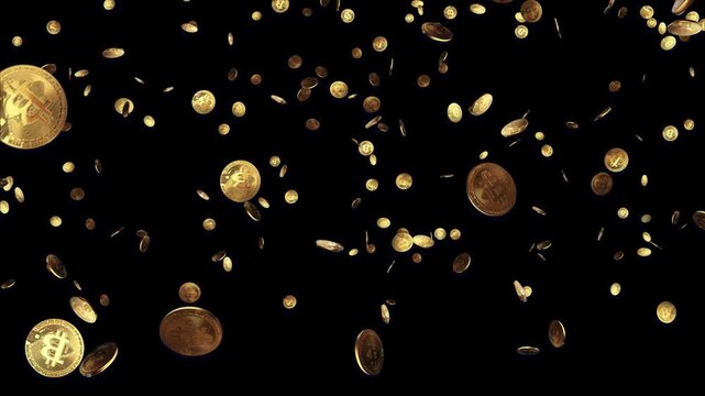 Falling gold bitcoins in black background. A rain of gold coins. Crypto exchange. 3D 4K loop animation