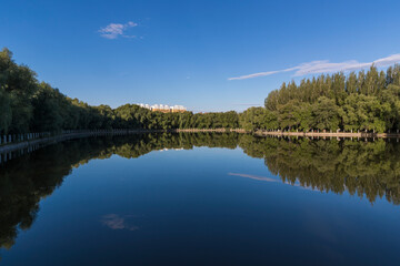 Fototapeta premium reflection of trees in lake