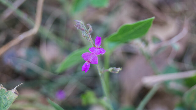 The flowers in the image appear to be from a plant in the genus Desmodium, likely Desmodium incanum. This plant is commonly known by several names, including creeping beggarweed and Spanish clover.