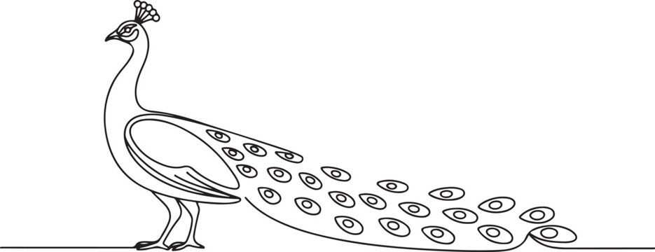 The peacock stands sideways. Breeding peacocks. A bird with a beautiful tail. World Farm Animals Day. one line art icon drawing vector