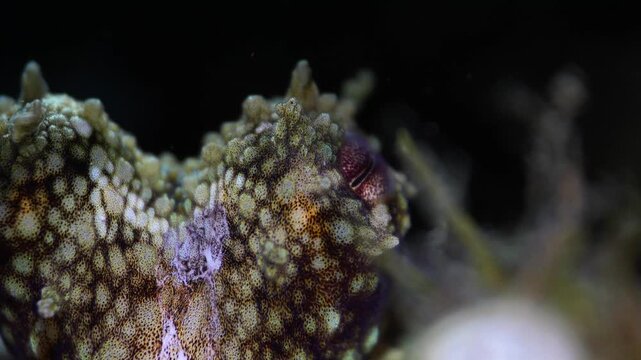 Extreme close up of a juvenile Octopus vulgaris showing chromatophores and skin texture with shift focus