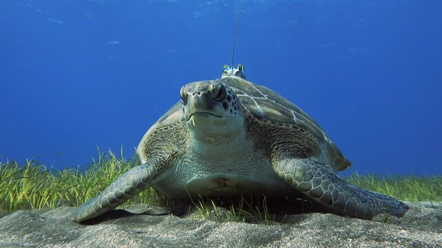 Chelonia mydas with a GPS tracking device on its shell feeding on a Cymodocea nodosa meadow and staring at the camera