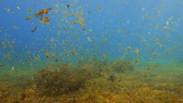 Tracking shot through marine algae revealing Diplodus sargus in the seabed of Tenerife