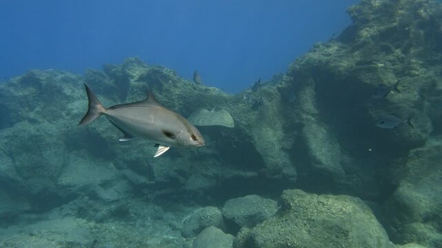 Gymnura altavela appearing from behind a reef while an Amberjacks group follows it over rocks
