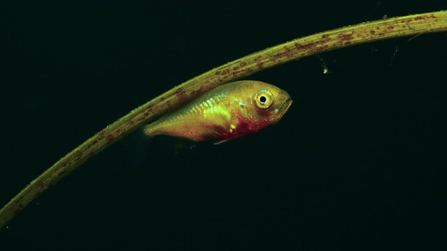 Super macro of a small carangid fish around "Cymodocea nodosa" seagrass in open ocean