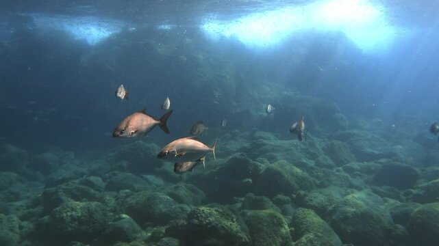 Group of Seriola fasciata swimming in clear blue water over a volcanic rocky bottom with sun rays