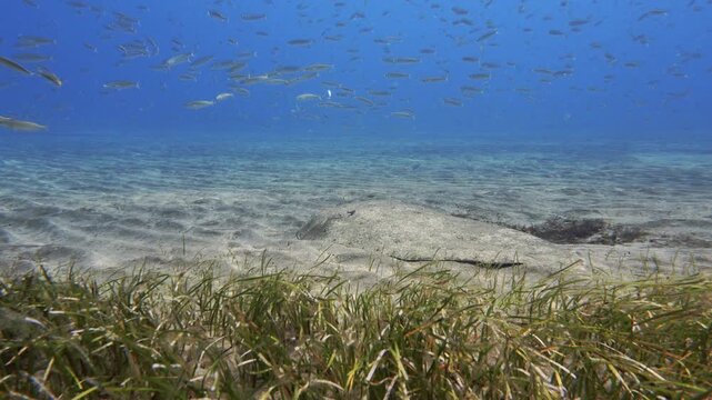 Butterfly ray on a sandy bottom behind a Cymodocea nodosa patch, with a school of sardines swimming above