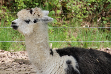 Naklejka premium alpaca in a zoo in france 