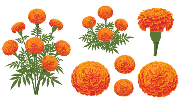 Set of beautiful orange marigold flower illustrations in clusters and individual stems for garden and floral arrangement designs.
