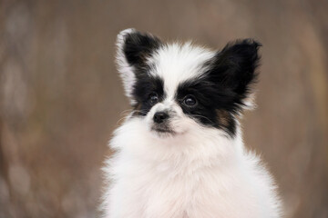 Fototapeta premium Detailed headshot of a cute Papillon puppy with distinctive black and white markings. The focus is on the expressive eyes and soft fur of the young dog