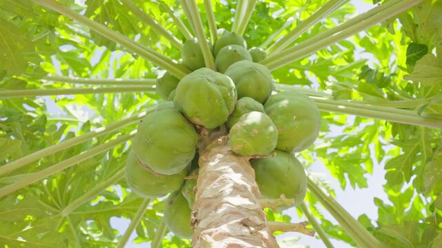 Tropical Green Papaya Fruit Cluster on Tree