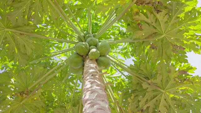Tropical Green Papaya Fruit Cluster on Tree