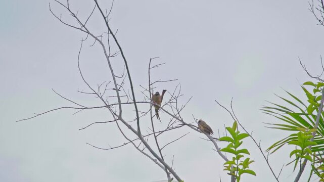 Striped-winged mousebird (Colius striatus) in Africa, perched on a tree