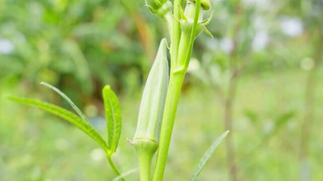 Close-up of okra (Abelmoschus esculentus) at a plantation in Africa