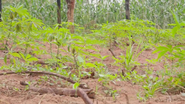 manioc field in africa 