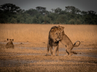 Male lion with cub interacting in savannah Savuti Botswana © Rebekka