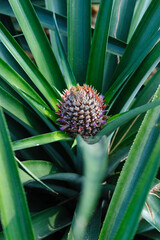 Obraz premium Pineapple grow on tree in garden