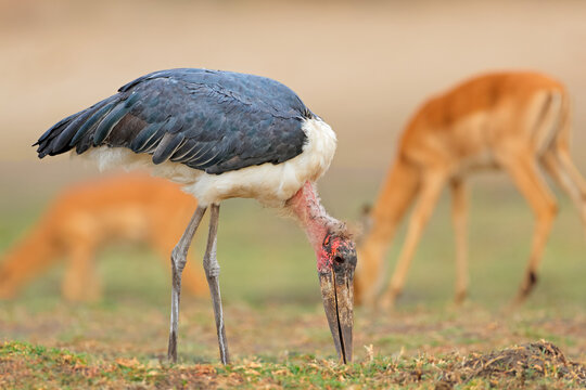 A marabou stork (Leptoptilos crumeniferus) in natural habitat, Chobe National Park, Botswana