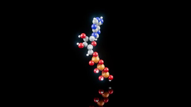 Conceptual 3D animation of an ATP molecule