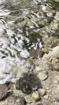 Closeup of a water strider insect gliding on the surface of a shallow river with ripples and pebbles, vertical wildlife video for nature and science themes.