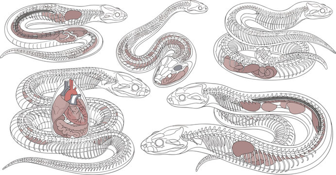 Snake Skeleton Anatomy with Internal Organs and Detailed Body Structure for Educational, Biological, and Illustration Designs