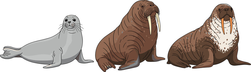 Stylized Seal and Walrus Characters with Different Poses and Features for Wildlife, Ocean, and Animal Illustration Designs © MstMukta
