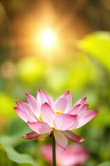 Obraz premium Pink lotus flower blooming in sunlit pond with soft morning light