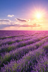 Obraz premium Lavender field blooming under bright sun at horizon