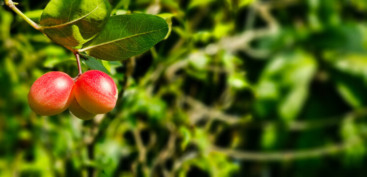 ​Fresh red Karanda fruits (Carissa carandas) or Bengal currants hanging on a tree branch. Healthy tropical herbal fruit concept with green bokeh background. 