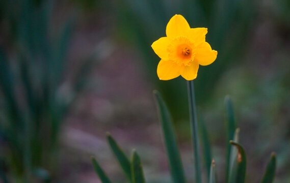 daffodil (narcissius). spring flower. detail. narcissius jetfire.