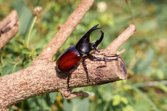 Male Fighting siamese rhinoceros beetle - Xylotrupes gideon on a dry tree branch in the sunlight green nature garden  background.