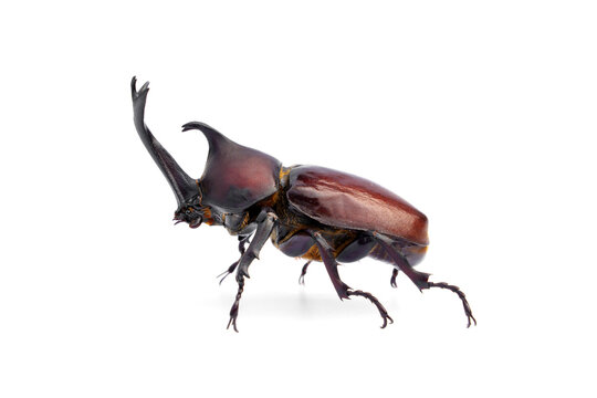 Stuffing Insect examples from Taxidermy of dead. Side of Male Kabutomushi Reddish brown Japanese rhinoceros beetle - Trypoxylus dichotomus, Allomyrina dichotoma isolated on white background.