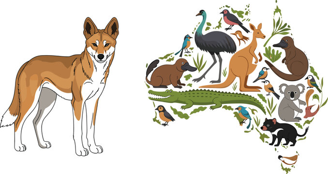 Australian Wildlife Vector Collection with Dingo, Kangaroo, Koala, Emu, Crocodile, Birds, and Native Animals, Illustrated Map of Australia with Nature and Digital Design Elements