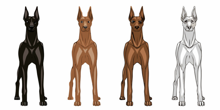 Four doberman pinschers in varying shades of brown and black are displayed