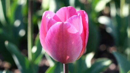 Naklejka premium Closeup pink tulip with dewy petals in garden plot morning light