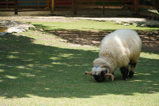 Valais Blacknose sheep grazing in a pen. A domestic sheep breed originating from the Valais region of Switzerland.