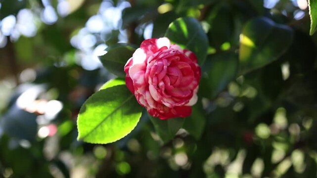 Allergy season during spring blooming with pollen in air natural environment causing allergic reactions seasonal sensitivity and health concept