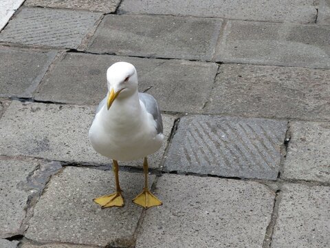 Mouette