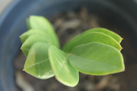 Close-up of Zamioculcas zamiifolia leaves in pot