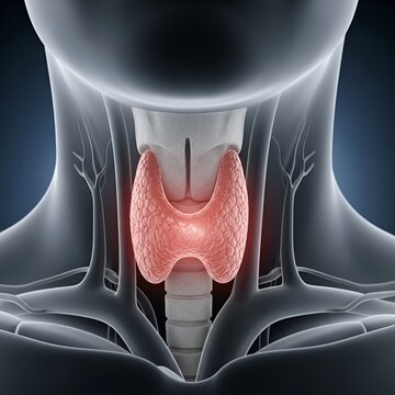 3D rendering of the human thyroid gland highlighted in red within the neck anatomy, illustrating its position and structure.