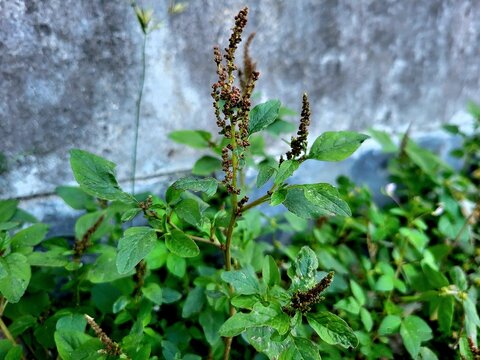 Family Amaranthaceae" Images  Browse 8,622 Stock Photos, Vectors, and  Video | Adobe Stock