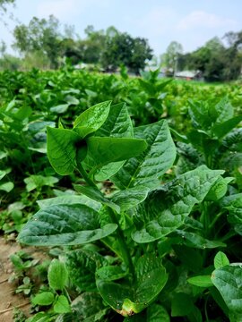 Healthy green leaves of Basella alba growing naturally in a garden. Also known as Malabar spinach, this leafy vegetable is popular in tropical regions for its nutritional value and easy cultivation.