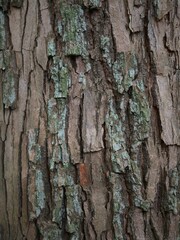 Fototapeta premium Close-up view of a tree trunk's rough, textured bark with green lichen growth.