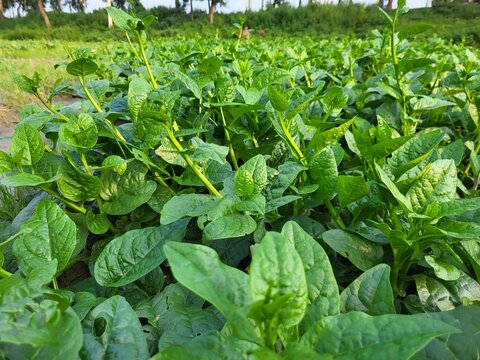 Healthy green leaves of Basella alba growing naturally in a garden. Also known as Malabar spinach, this leafy vegetable is popular in tropical regions for its nutritional value and easy cultivation.